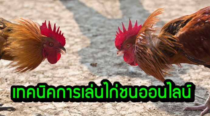 แนะนำเทคนิคการแทงไก่ชนให้ชนะ