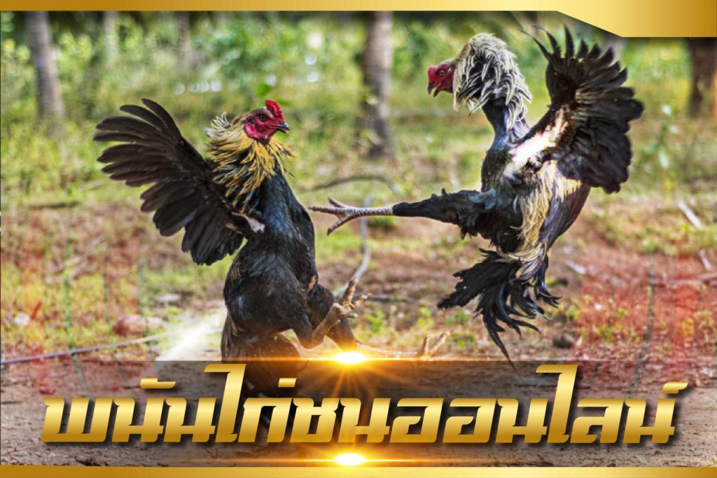 แทงไก่ชนออนไลน์ คืออะไร